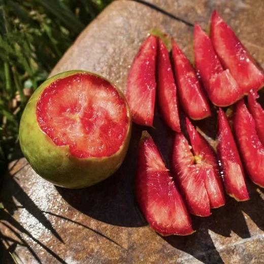 新鲜水果 酸甜可口恐龙蛋李子 500g 商品图1