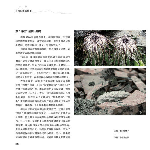 《喜马拉雅的种子》 商品图12