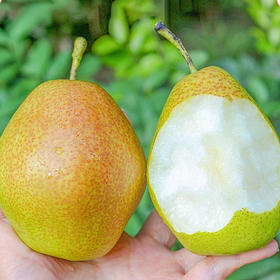 头茬现摘陕西红香酥梨果核细小，入口鲜甜爆汁