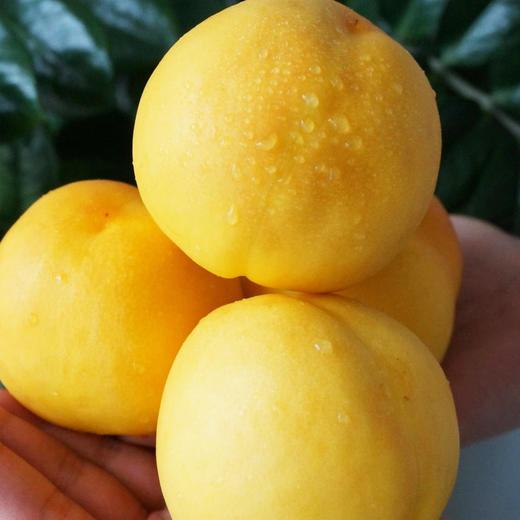 【顺丰发货】现摘现发 | 芒果黄桃/山西黄金油桃 家庭装/礼盒装  4.5斤/8.5斤 商品图8