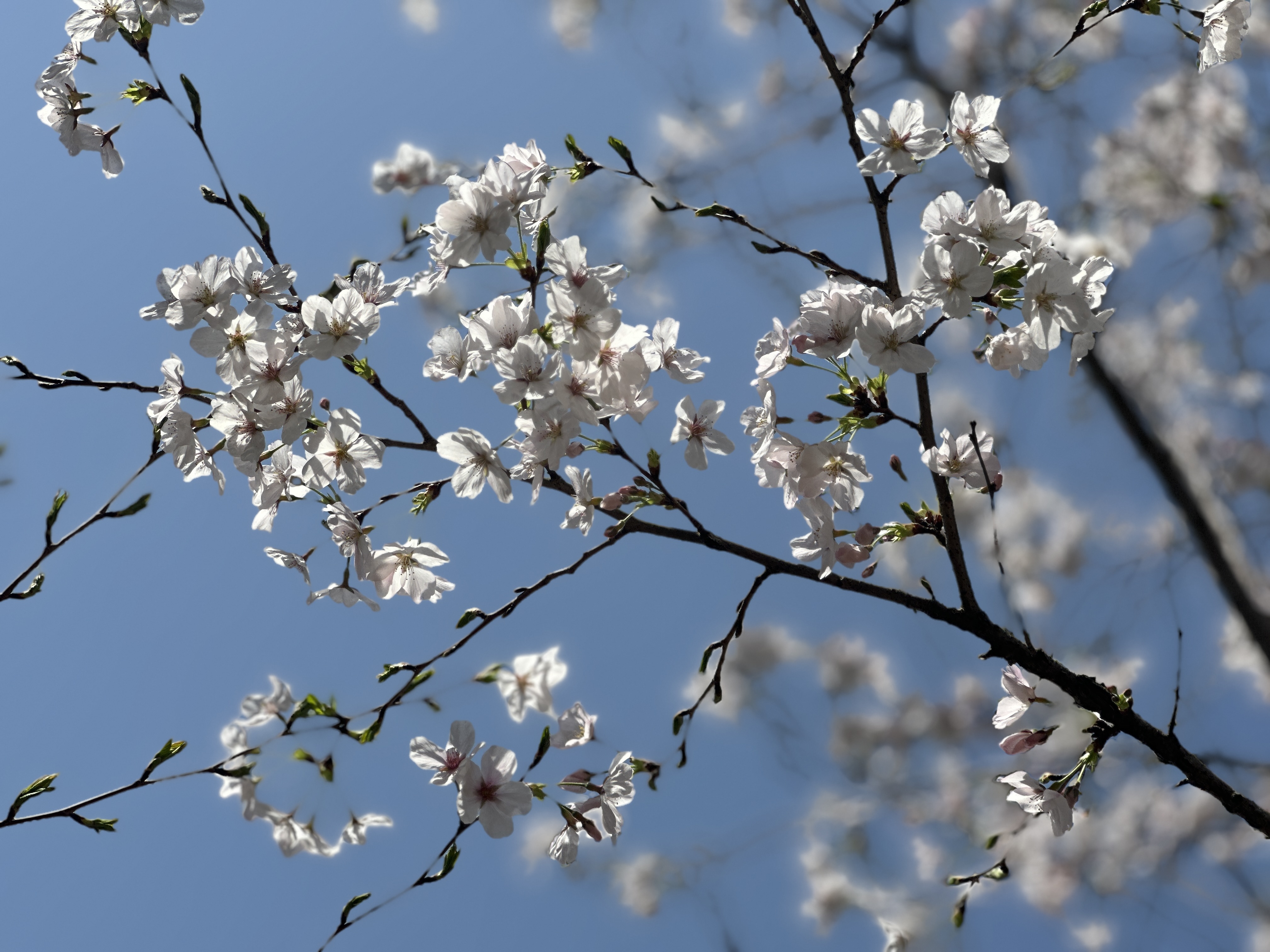 赏樱花自驾路线