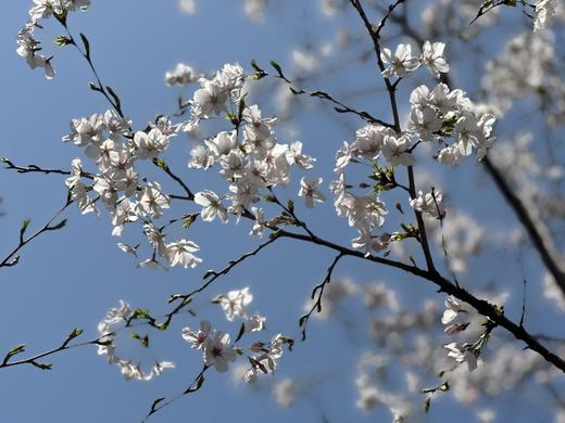 赏樱花自驾路线 商品图0