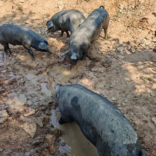 360天 山林散养草饲无抗黑猪肉 肉质紧实弹性有嚼劲 0抗生素0添加剂0药残0激素 0转基因0瘦肉精 商品图5