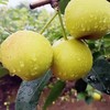 【丁香梨】拍3斤送2斤到手5斤 个头小巧玲珑 甜脆多汁 入口化渣 果肉细腻 现采现发 商品缩略图0