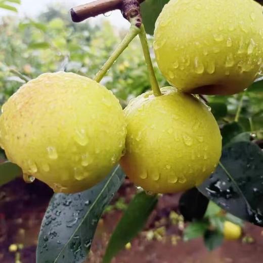 【丁香梨】拍3斤送2斤到手5斤 个头小巧玲珑 甜脆多汁 入口化渣 果肉细腻 现采现发 商品图0