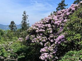 推荐10多个赏杜鹃花的宝藏地