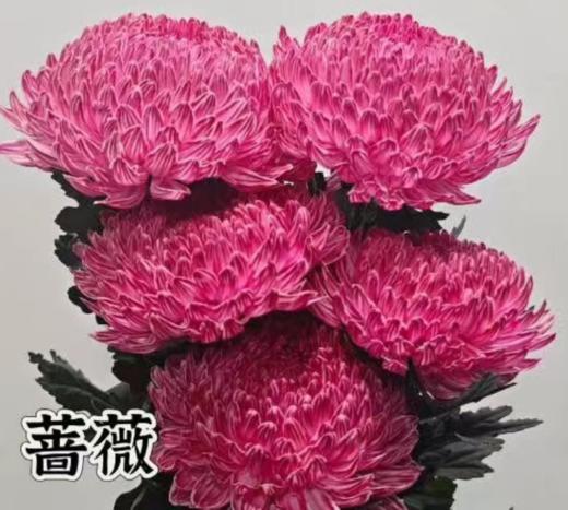 小菊 | 牡丹菊蔷薇【人工吸染，有色差，慎重下单】 商品图0