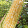 【云南好物】甜脆水果玉米  3斤/5斤 商品缩略图2