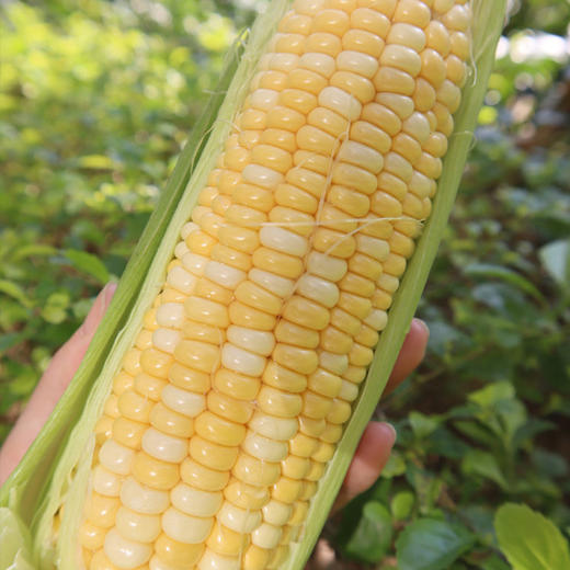 【云南好物】甜脆水果玉米  3斤/5斤 商品图2