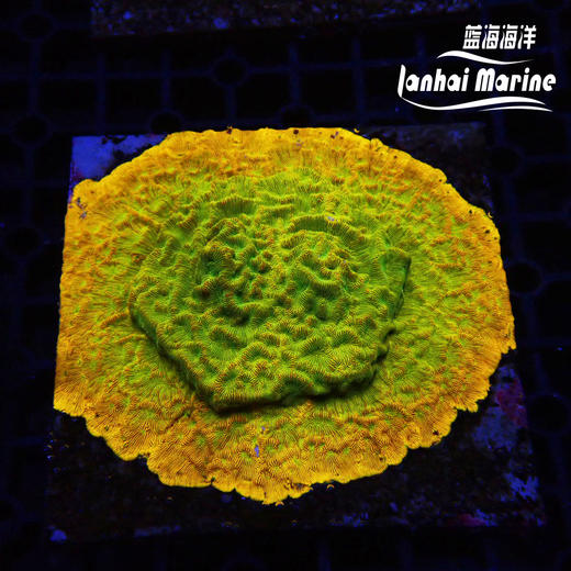 人工金提灯 商品图7