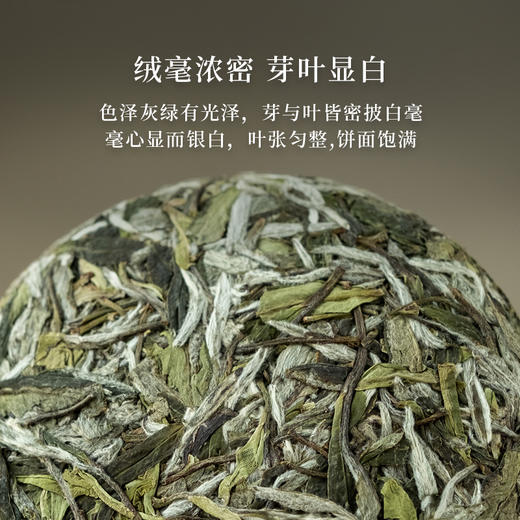 「北路白茶」24木白 福鼎白茶白牡丹2024年新茶紧压饼茶100g 商品图2