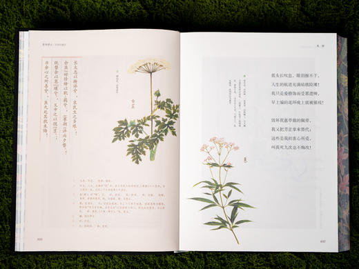 【中国浪漫主义文学源头】《楚辞译注》（彩图珍藏本）享誉40年的经典译注本，豆瓣9.6分口碑之作，全本全注全译|250幅彩图|三面刷边|布面烫金|赠藏书票 商品图12