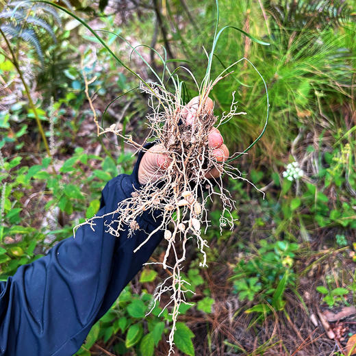 『云南山货』茯苓+黄芪+麦冬+三七+党参+太子参+乌天麻 商品图8