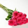 云南玫瑰花(颜色随机) 10支/束（鲜花/装饰） 商品缩略图3