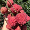 【玲珑胭脂小核荔枝】顺丰/京东冷链 荔枝中的极品王者，现摘现发，两种规格任选 商品缩略图2
