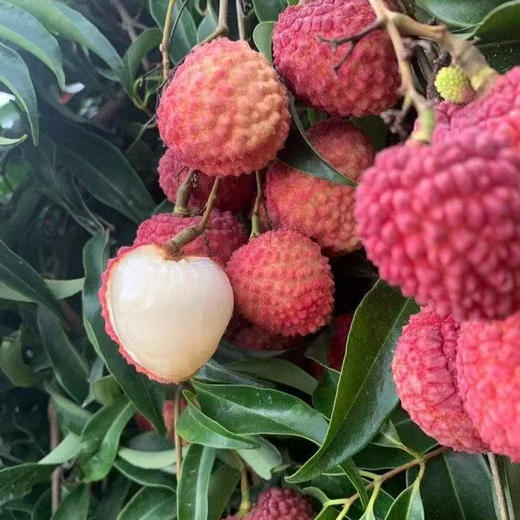 【玲珑胭脂小核荔枝】顺丰/京东冷链 荔枝中的极品王者，现摘现发，两种规格任选 商品图1