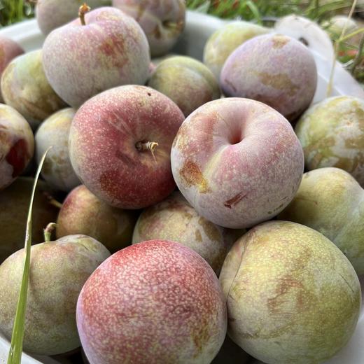 新鲜水果 酸甜可口恐龙蛋李子 500g 商品图2