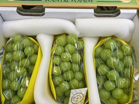 楼铁源阳光玫瑰（净果3斤）