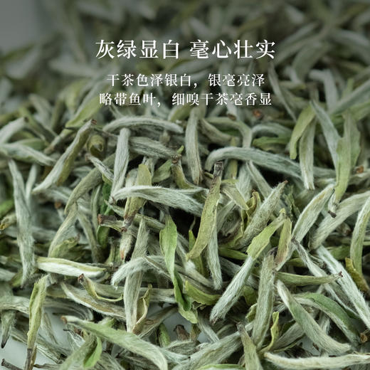 「北路白茶」24白毫银针   福鼎白茶冷泡白毫银针2024年高山茶叶60g 商品图1