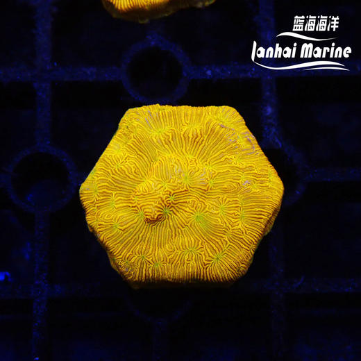 人工金提灯 商品图1