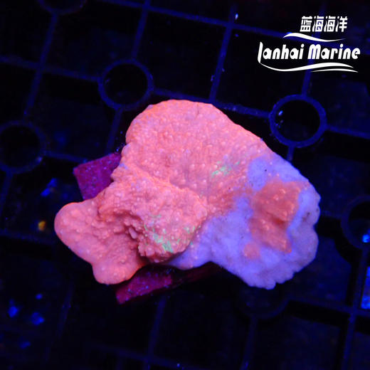 人工红瓦片 商品图1