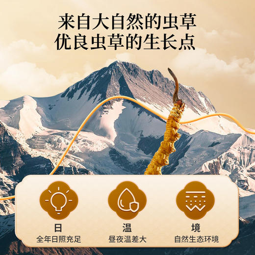 雷允上冬虫夏草20g/盒 商品图4