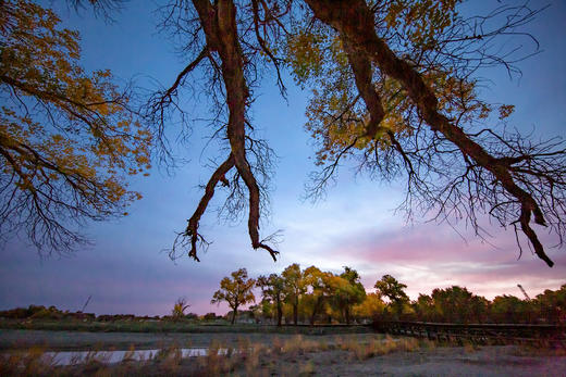 10.8确定出发【甘肃内蒙】黄河石林•龟城牧归•巴丹吉林沙漠粉红湖•额济纳胡杨林8天 商品图6
