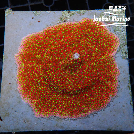 人工恶魔糖 商品图1