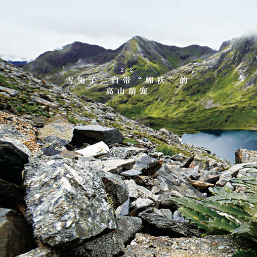 《喜马拉雅的种子》 商品图10