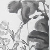 陈太一《牵牛花》国画原作33CM*33CM 手绘宣纸花鸟作品 商品缩略图3