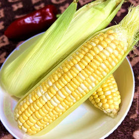 【云南好物】甜脆水果玉米  3斤/5斤