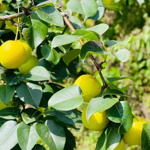 【丁香梨】拍3斤送2斤到手5斤 个头小巧玲珑 甜脆多汁 入口化渣 果肉细腻 现采现发 商品图2