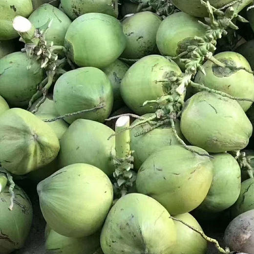  海南带皮椰青新鲜椰子汁多肉嫩 商品图2
