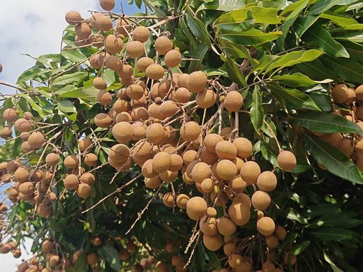 高州储良龙眼5斤装（省内） 商品图3