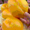【顺丰发货】现摘现发 | 芒果黄桃/山西黄金油桃 家庭装/礼盒装  4.5斤/8.5斤 商品缩略图1
