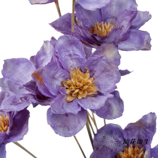 永生花 | 银珍花紫 商品图0