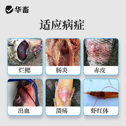 华畜三黄散250g 国标含量 选用上乘中药材 清热解毒烂 鳃肠炎 商品图1