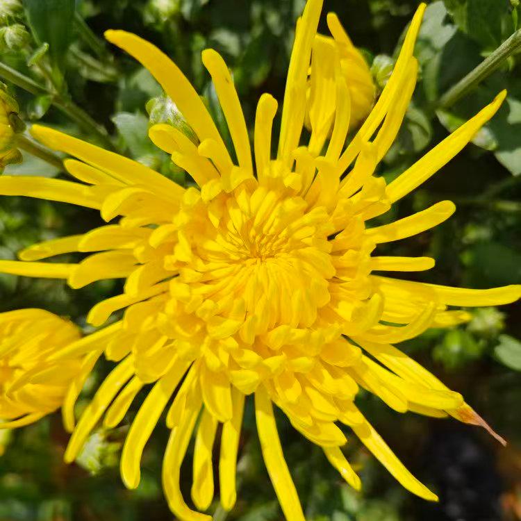 生态金丝皇菊 | 可泡茶 清香甘甜