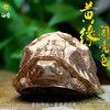 白昼 - 黄缘龟 铜龟 青铜实心 瑰宝龟宝系列摆件茶宠 黄缘闭壳龟半水龟 爬宠模型周边 ★官方正版【48小时发货】 商品缩略图4