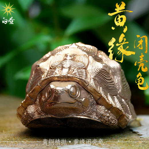 白昼 - 黄缘龟 铜龟 青铜实心 瑰宝龟宝系列摆件茶宠 黄缘闭壳龟半水龟 爬宠模型周边 ★官方正版【48小时发货】 商品图4