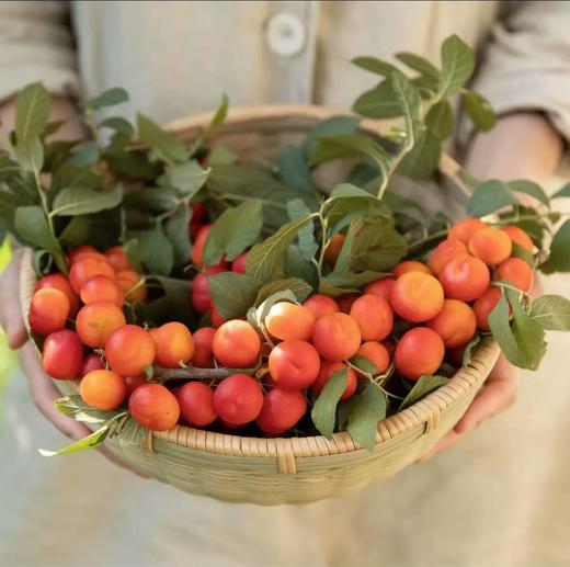 白露木實 欧李（钙果）复合果汁  清润K炎 儿童餐搭水果钙NFC 乳糖无虑 商品图5