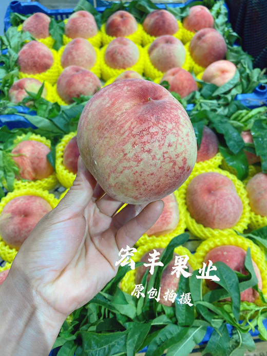 宏丰精选 水蜜桃，口感甜，活动价‼️‼️10元3斤 商品图3