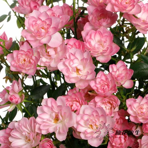 多头玫瑰 | 天荷繁星 商品图13