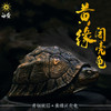 白昼 - 黄缘龟 铜龟 青铜实心 瑰宝龟宝系列摆件茶宠 黄缘闭壳龟半水龟 爬宠模型周边 ★官方正版【48小时发货】 商品缩略图5