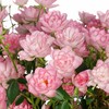 多头玫瑰 | 天荷繁星 商品缩略图2