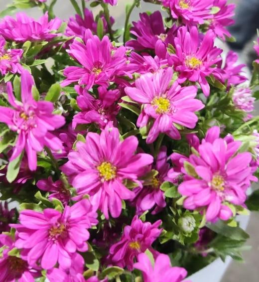 配花 | 迷你菊重瓣粉 商品图0