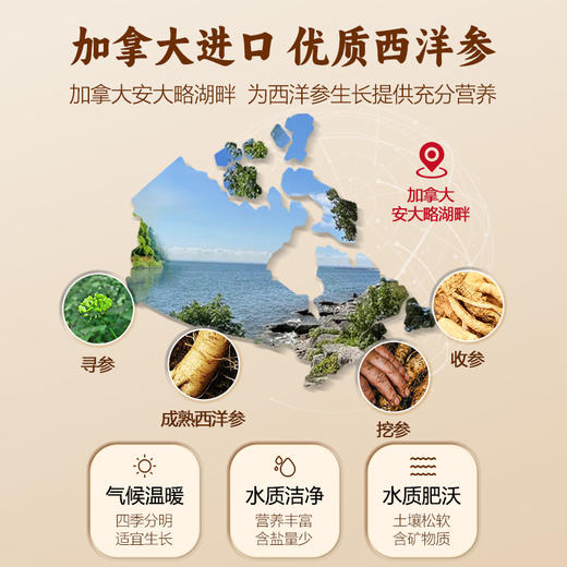 千年珍西洋参片80g/罐 商品图4