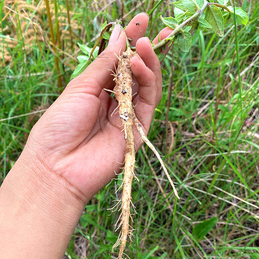 『云南山货』茯苓+黄芪+麦冬+三七+党参+太子参+乌天麻 商品图12