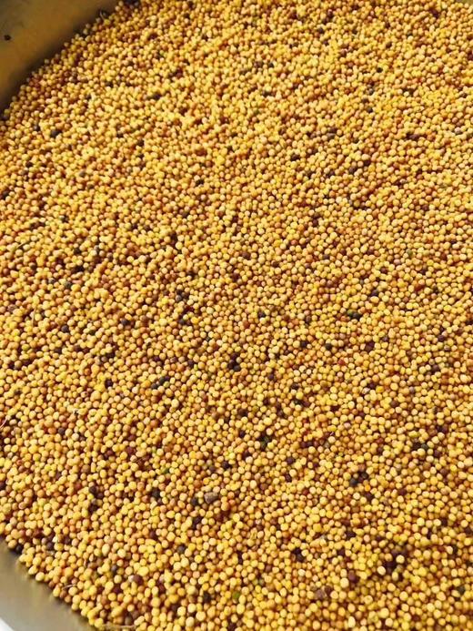 云南小粒黄菜籽油（五斤装） 传统老品种小粒黄菜籽 冷榨工艺 味道香浓 商品图3