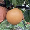【秋香梨】个大饱满，果肉细腻化渣，酥中带脆，汁多味甜 4.5-5斤装 商品缩略图0